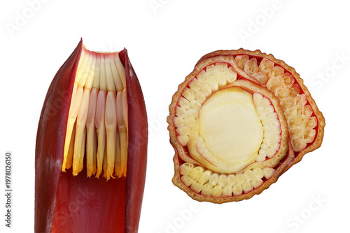 Banana florets next to a detailed cross-section of a banana heart.