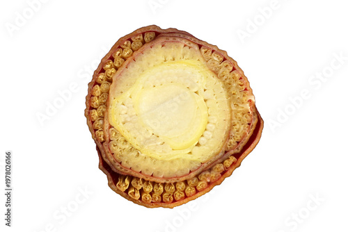 Close-up of a circular banana heart cross-section showing intricate layers.