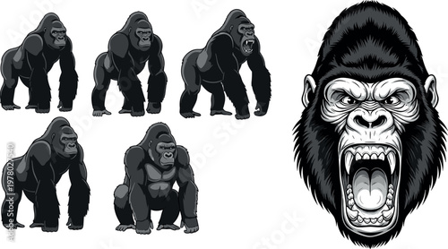 Gorilla illustration set with aggressive roaring head and multiple poses wildlife vector collection isolated background