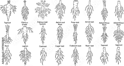 Botanical Illustration of Diverse Plant Root Systems. Detailed Line Drawings of Various Root Morphology Types: Taproot, Fibrous, Adventitious, Aerial, Prop Roots, and Others.
