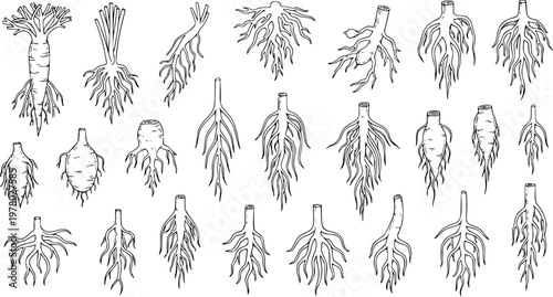 Root Vegetables Variety: Detailed Line Art Illustrations for Botany, Agriculture  Culinary Design