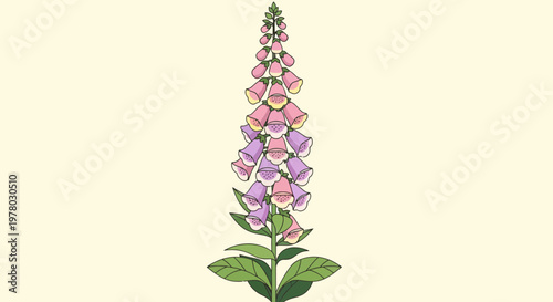 Illustration of tall blooming foxglove flower stalk with pink and purple bell-shaped blossoms against a cream colored background