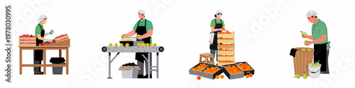 Set of illustrations showing food industry workers sorting and packing fresh fruits like apples, lemons, oranges, and pears in a professional processing plant.