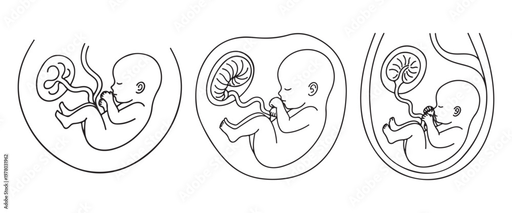 Obraz premium Minimalist Continuous Line Drawing of Pregnancy – Human Fetus Development in Womb Vector IllustrationWeb