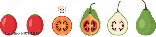 Gac fruit vector illustration set featuring whole and sliced gac with seeds and comparison with other fruits in flat style