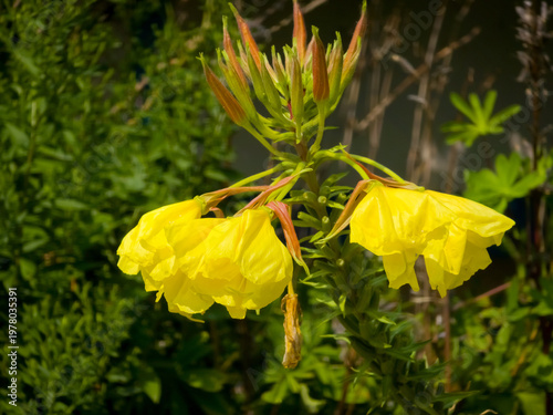 Foto Bright yellow evening primrose (Oenothera biennis) flowers and reddish buds blooming against a green leafy background in selective focus
