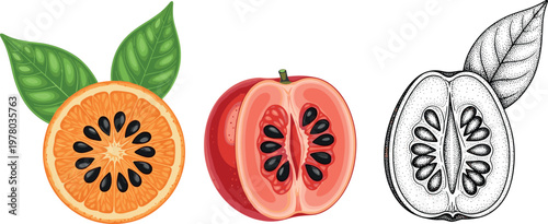 Exotic fruit set with gac fruit and citrus slice vector illustration hand drawn sketch and colored tropical food isolated on white