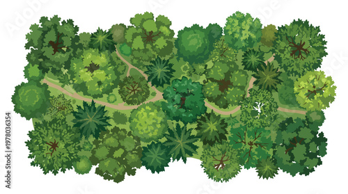 Top down view of lush green forest canopy with winding paths birds eye view transparent background vector.