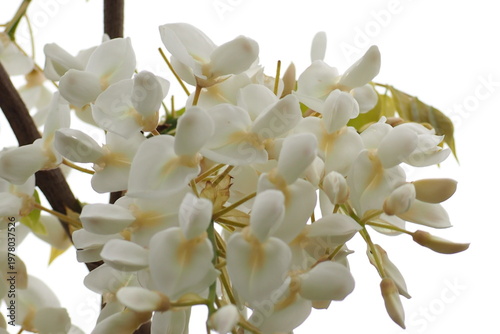 植物　花　紫　夕方　公園