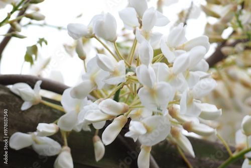 植物　花　紫　夕方　公園