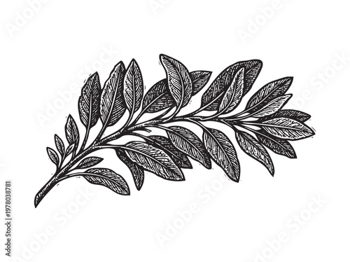 Vintage illustration of sage leaf branch vector art on transparent background.