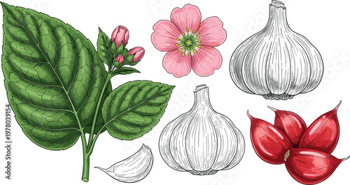 Hand drawn garlic plant illustration with leaves flower bulbs cloves and peeled segments botanical food ingredient set isolated on white background