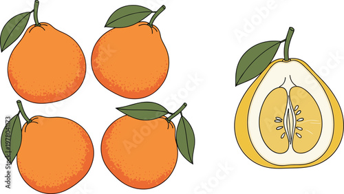 Pear fruit vector illustration set featuring whole pears with leaves and sliced pear showing seeds isolated on white background