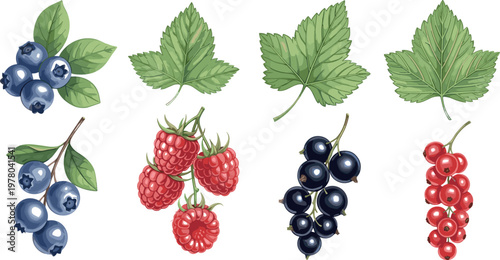 Hand drawn berry and leaf vector collection featuring blueberries raspberries blackcurrants red currants with detailed green foliage illustration set