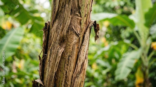 Close-up of banana tree trunk texture with fibrous bark and green leaves in background