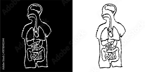 Set editable chalk drawing human organ anatomy vector for biology classes. Ideal for symbolizing vintage medical studies, chalkboard health, and body science.