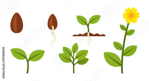 Plant Growth Stages: Seed to Flowering Plant
