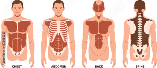 Anatomy diagrams illustrate the human upper body parts including the shoulder, elbow, forearm, wrist, and hand for medical reference.