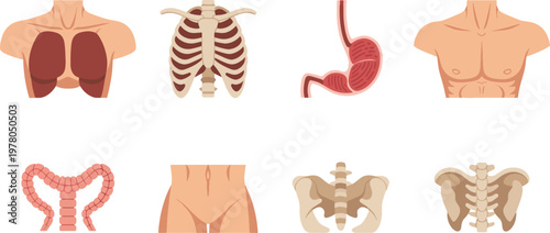 Anatomy charts show various human body parts including the chest, stomach, and spine in a simplified educational layout.