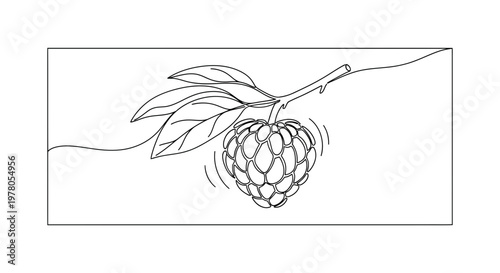 Hand-drawn illustration of a custard apple on a branch with leaves, isolated on white background.