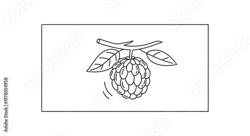Hand-drawn illustration of a custard apple fruit hanging from a branch with leaves