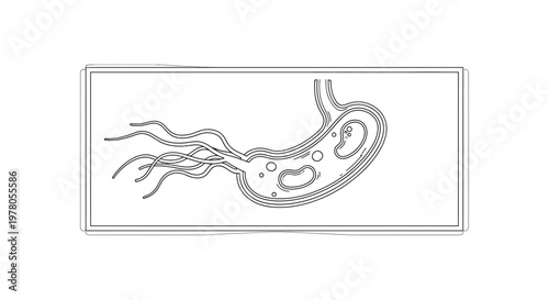 Helicobacter pylori bacteria in stomach lining illustration