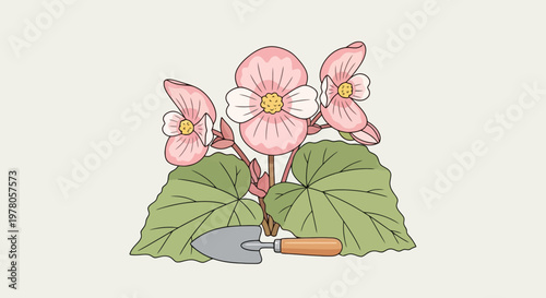 Begonia flowers with green leaves.