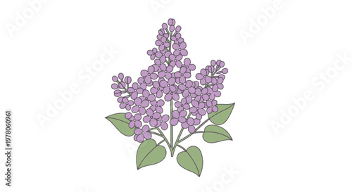 Lilac flowers with green leaves bloom.