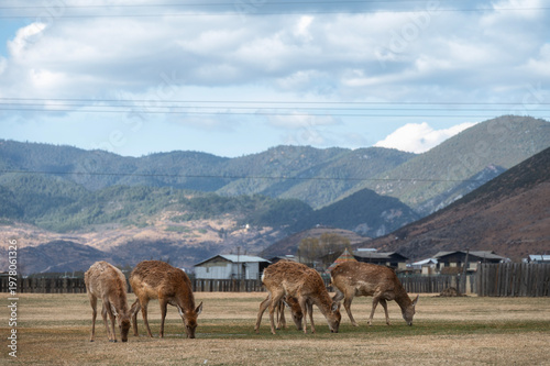 Wild deers grazing in a meadow in Napahai with the backdrop of Shika Snow Mountain, Shangri-la, Yunnan, China