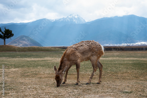 Wild deers grazing in a meadow in Napahai with the backdrop of Shika Snow Mountain, Shangri-la, Yunnan, China
