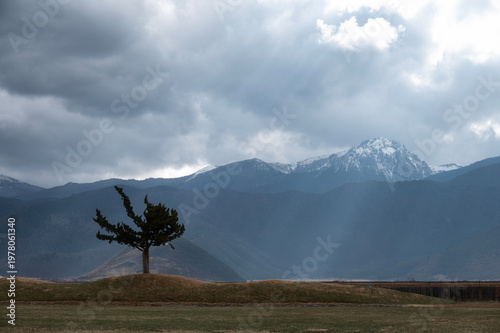 Lone tree at Napahai with Shika Snow Mountain in the background, Shangri-la, Yunnan, China
