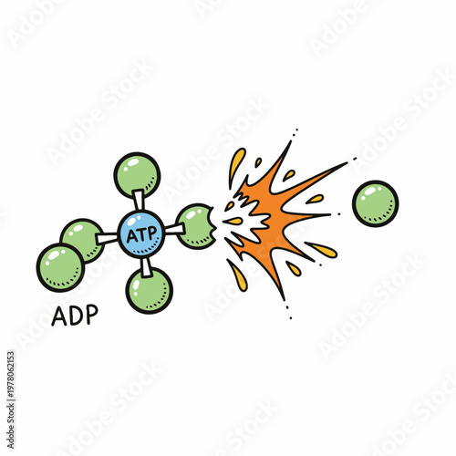 ATP to ADP Chemical Energy Release Process Biology Vector Illustration