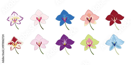 Orchid Flowers Illustration