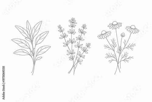 Foto Hierbas medicinales en línea minimalista