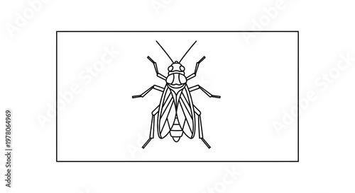 Detailed Line Drawing of a Cicada Insect on White Background