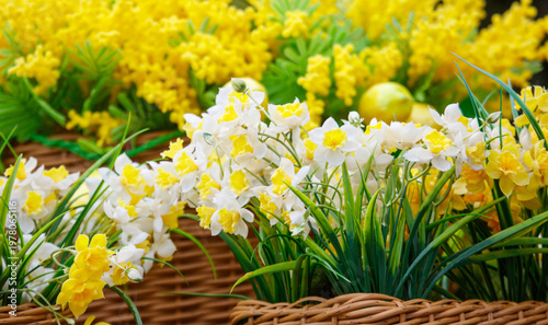 Close-up of daffodils in baskets, bright yellow and white blooms, green stems