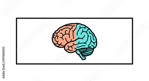 Human Brain Anatomy - Left Hemisphere Divided into Two Colors for Medical or Science Concept