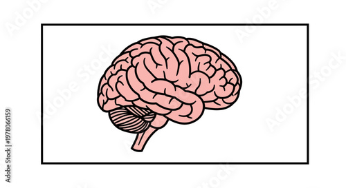 Human Brain Anatomy Illustration - Cerebrum and Cerebellum Side View