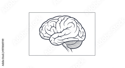 Black and White Illustration of Human Brain, Cerebrum and Cerebellum