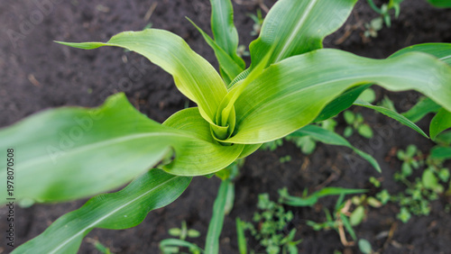 Close-up of a young maize sprout in fertile earth