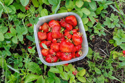 Strawberries in container surrounded by green leaves