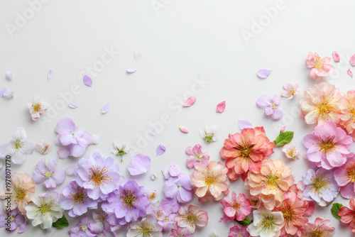 Spring floral background with pastel cherry blossom flowers and petals on white, soft delicate design