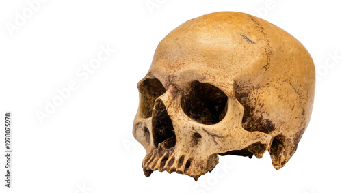 Foto Human Skull Anatomy Detail Close-Up View