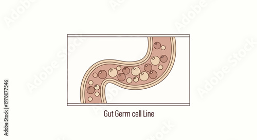 Gut Germ Cell Line Illustration: Microscopic View of Intestinal Microbes
