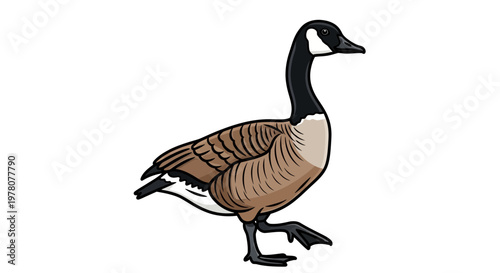 Illustration of a Canada Goose walking, isolated on white background