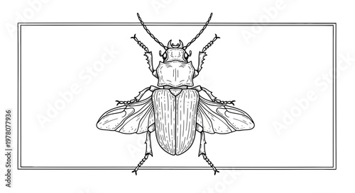 Detailed Black and White Illustration of a Stag Beetle with Open Wings