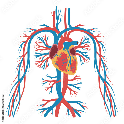 A detailed illustration of the human heart and circulatory system