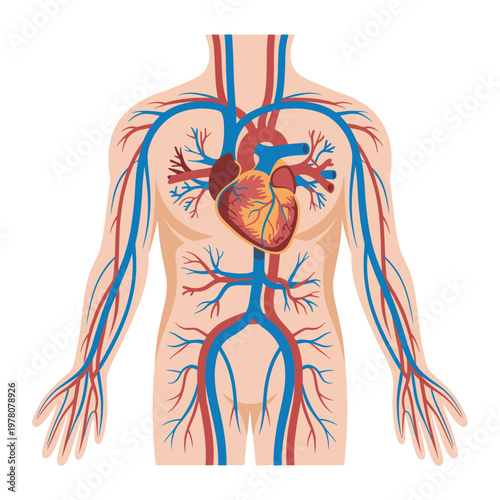 Anatomical illustration of the human circulatory system with heart and blood vessels