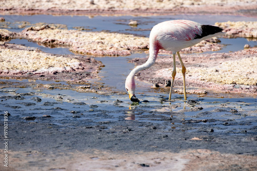 Fotografia Flamingos feeding at the Laguna Chaxa ,Chile.