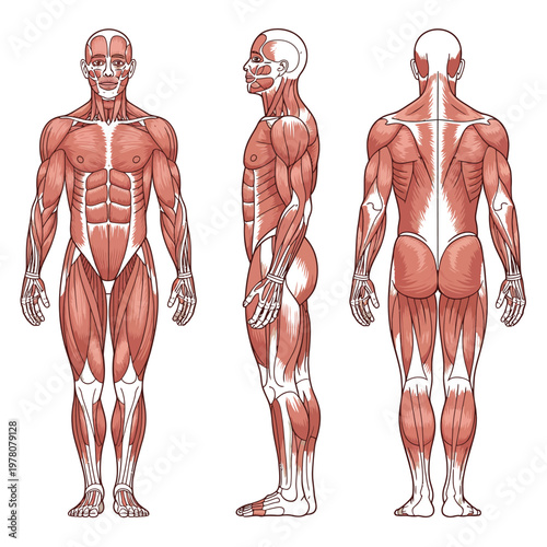 Anatomical illustration of a human body showing muscle structure